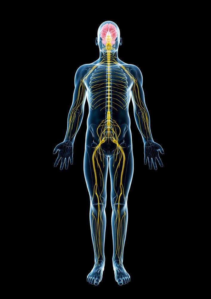 Vagushermo ja parasympaattinen hermosto